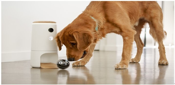 Smart pet toys are becoming more and more helpful