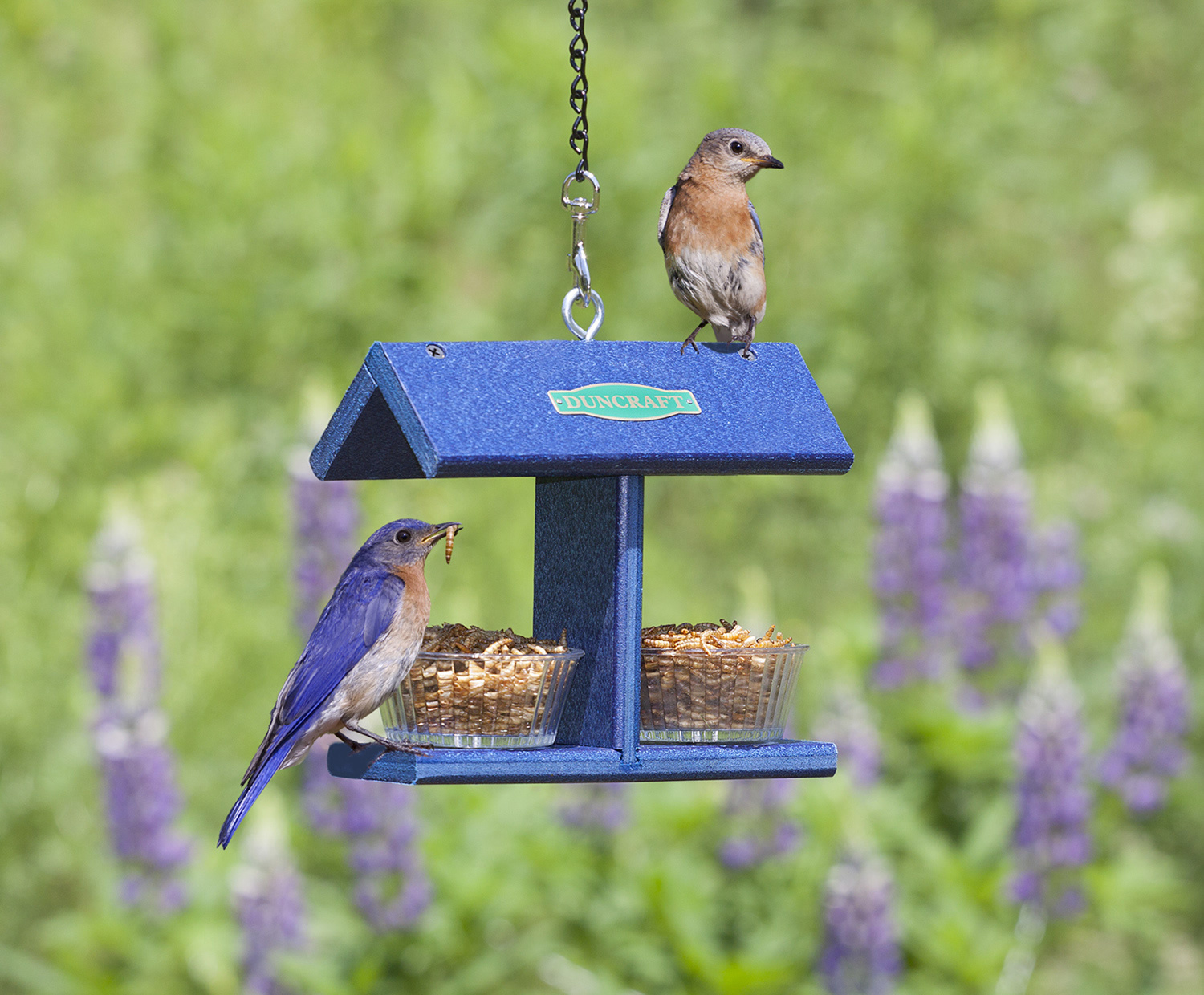 bird feeders 