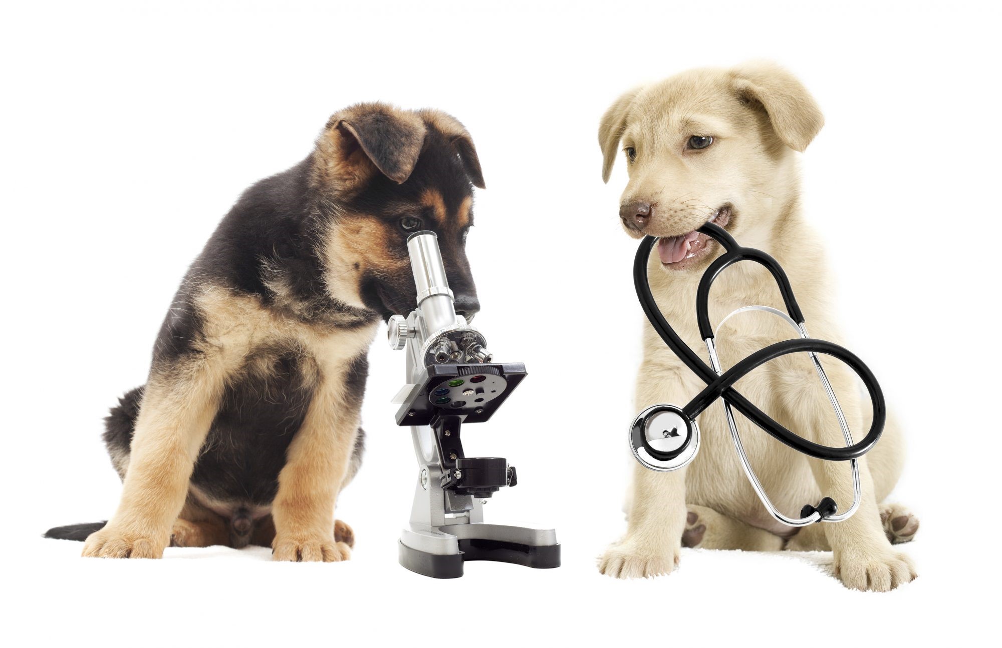 two dogs are playing with stethoscope and microscope