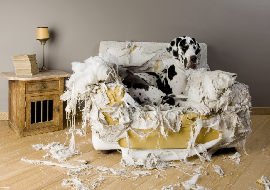 dog ruining wholesale dog bed, bad dog