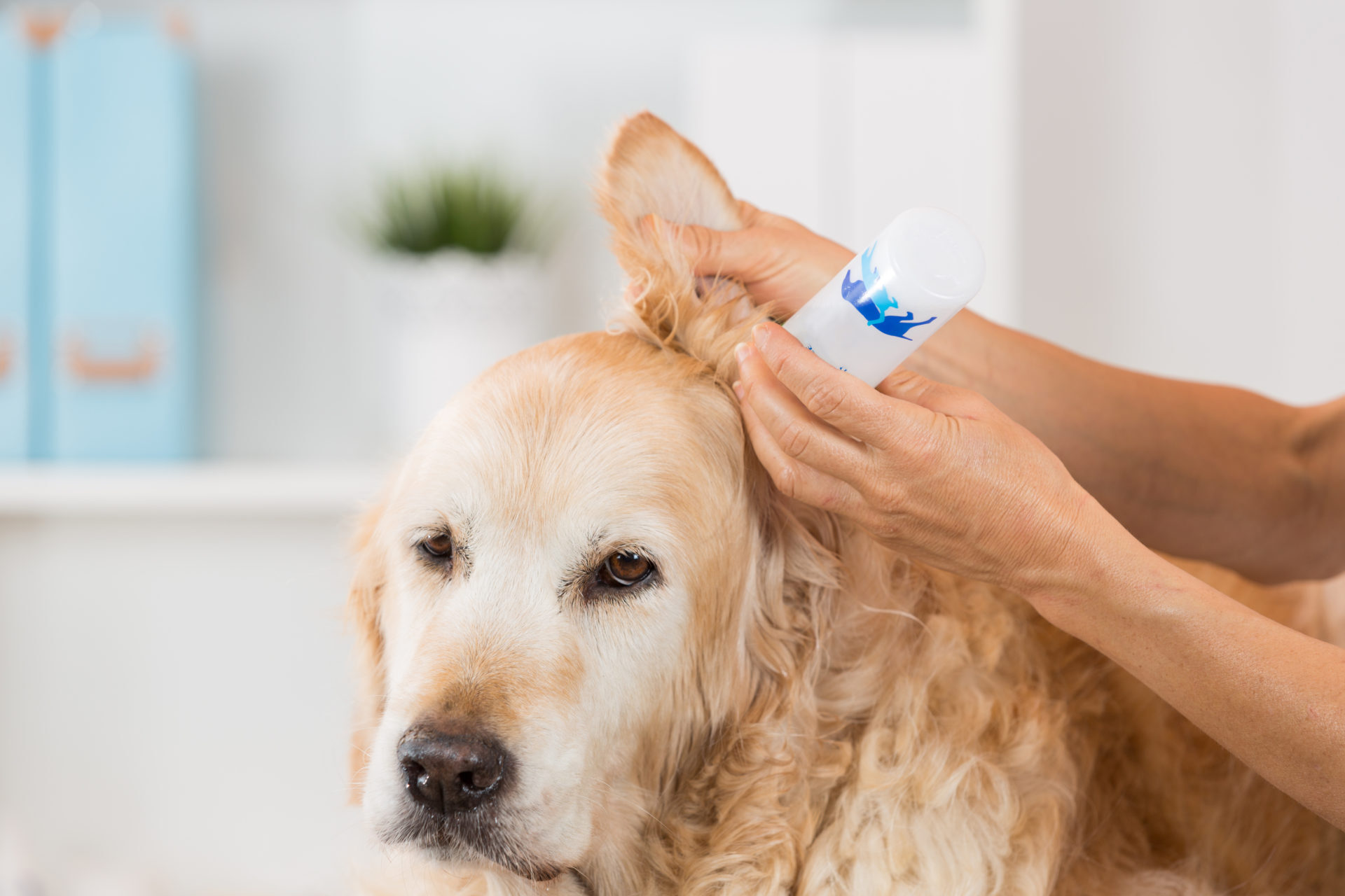 Ear Treatment dog Product