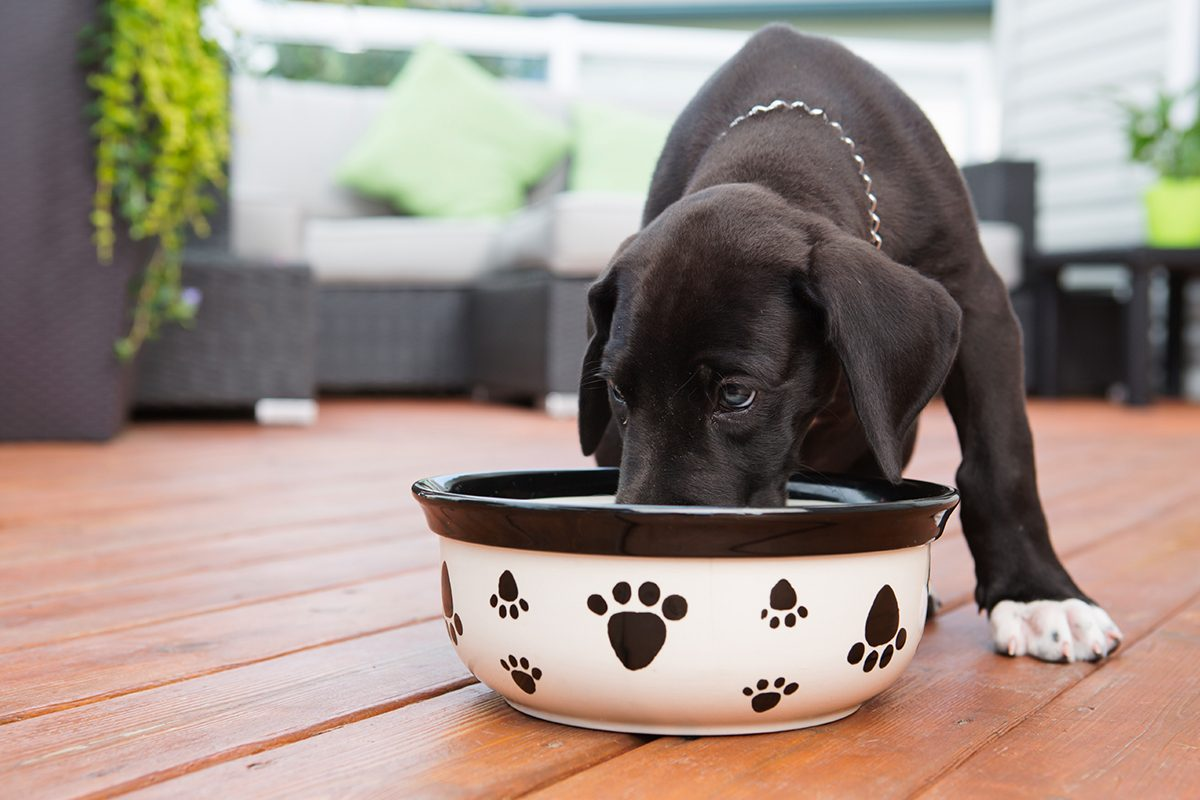 a dog is eating something from a bowl