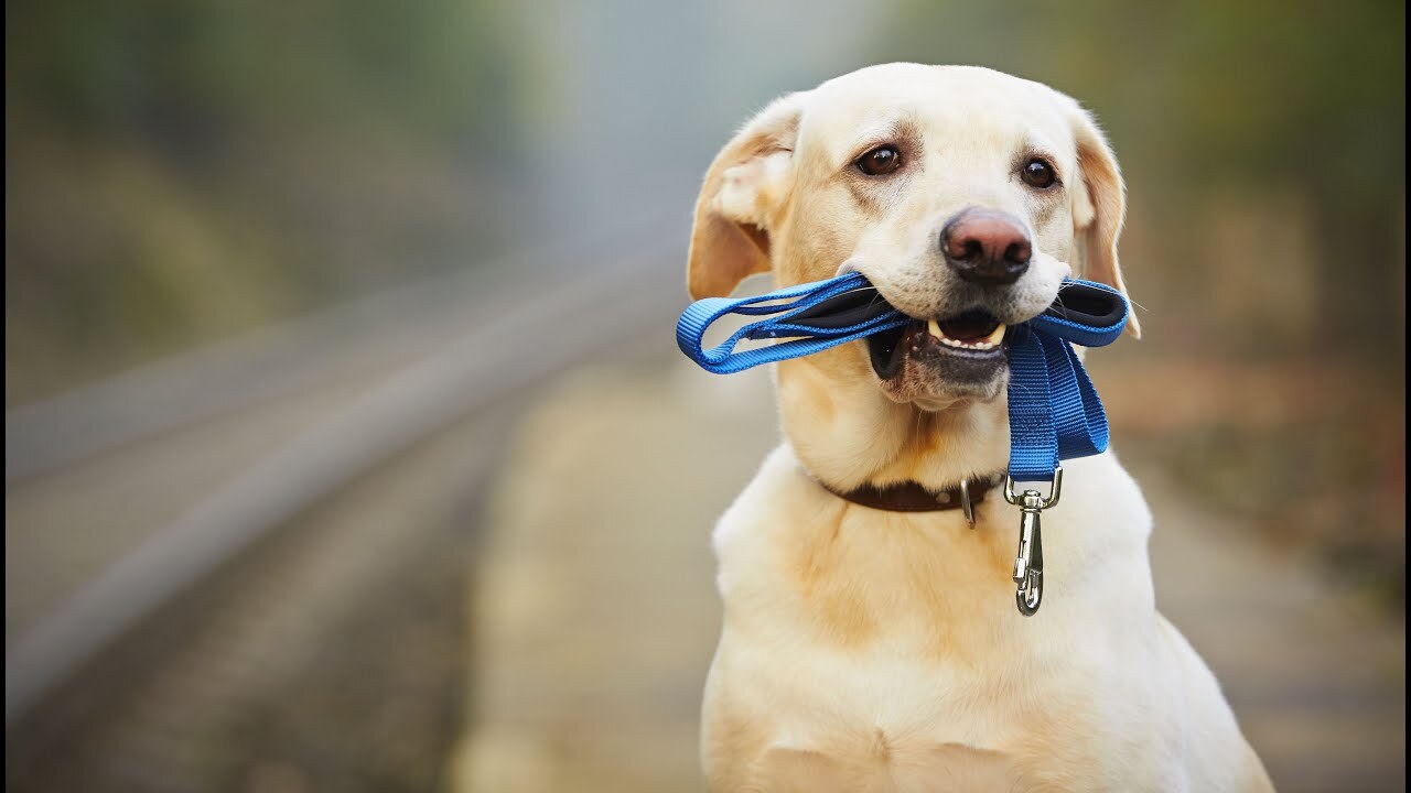 a dog is bitting leash and Collar in its mouth