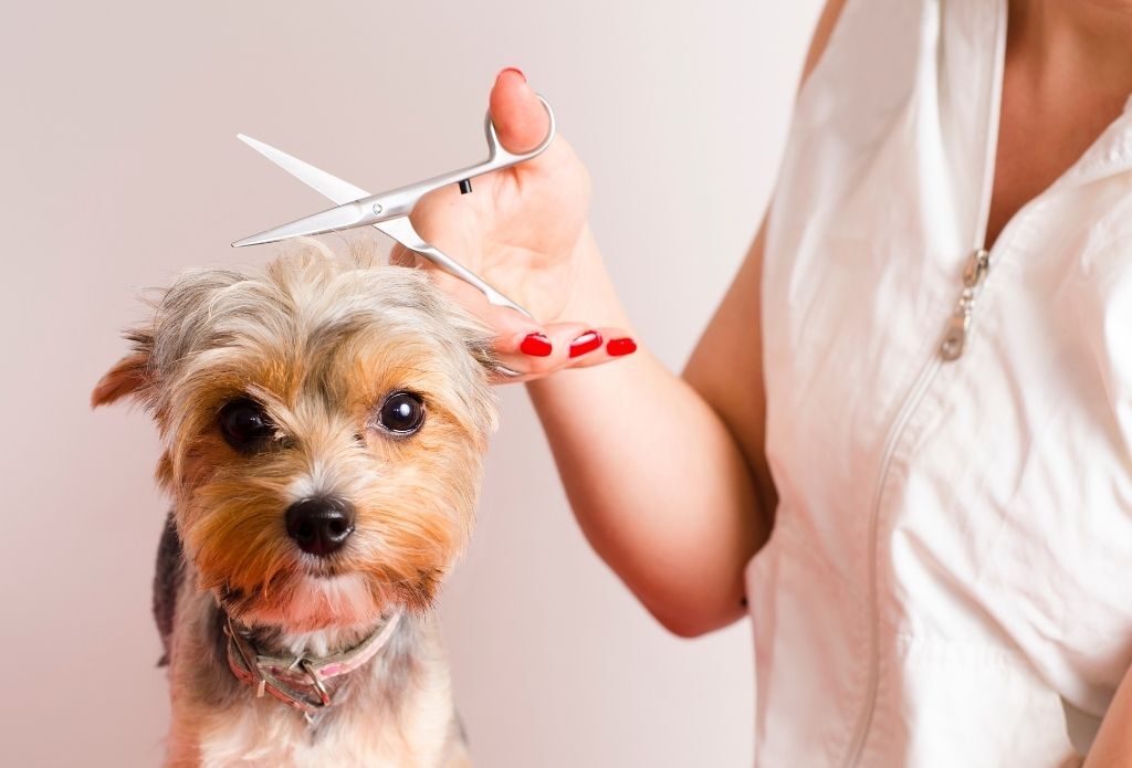 a woman is cutting the dog's hair 