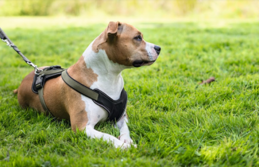 Collar and Leash of a dog 