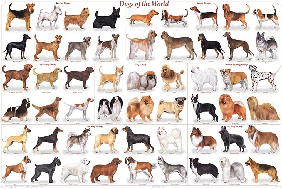 dog breeds, majority pets, doggy