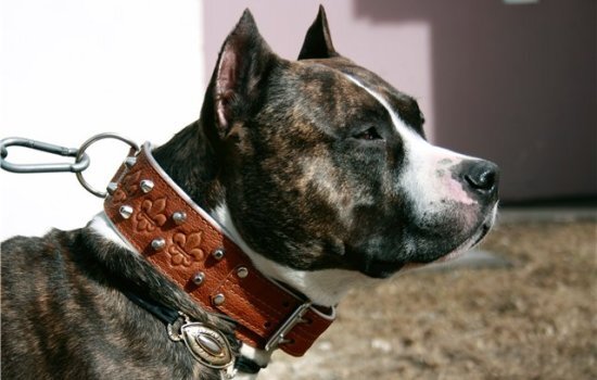 rolled leather collar, different dog leather collars 